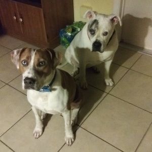 My rescue kids.. Buddy & Gidget